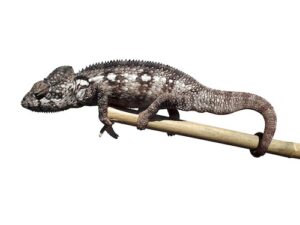 Oustalet's Chameleon For Sale