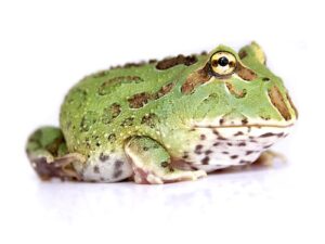 Pacman Frog For Sale