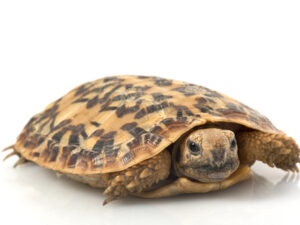 Pancake Tortoise For Sale