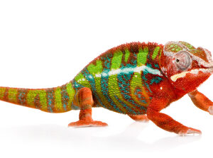 Panther Chameleons for sale