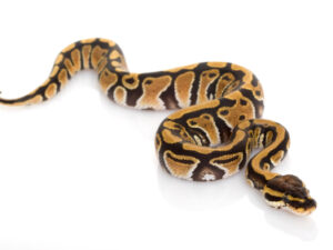 Pastel Ball Python for Sale