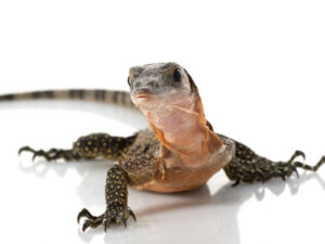 Peach Throat Monitor for Sale