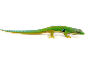 Peacock Day Gecko For Sale