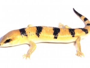 Peters Banded Skink For Sale