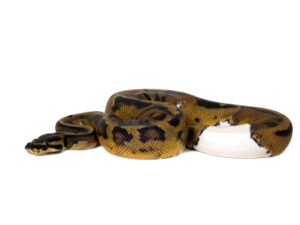 Piebald Ball Python for Sale