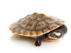 Pink Bellied Sideneck Turtle for Sale
