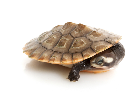 Pink Bellied Sideneck Turtle for Sale