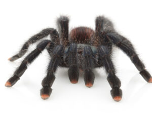Pink Toe Tarantula for Sale