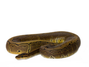 Pinstripe Ball Python for Sale