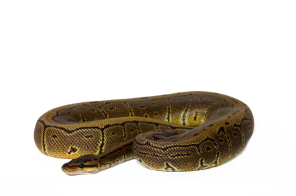 Pinstripe Ball Python for Sale