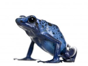 blue poison dart frog for sale