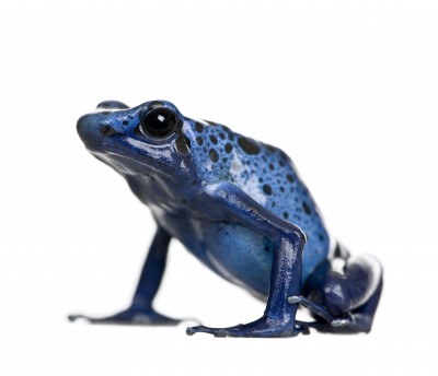 blue poison dart frog for sale