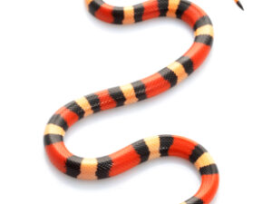 Pueblan Milk Snake For Sale