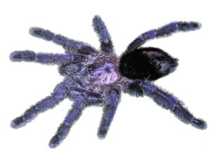 Purple Pink Toe Tarantula For Sale