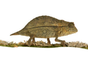 Pygmy Chameleon for sale