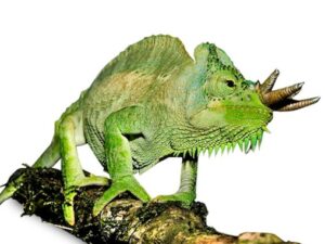 Four Horned Chameleon For Sale