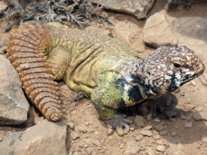 Rainbow Uromastyx for Sale