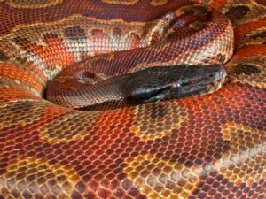Red Blood Python for Sale