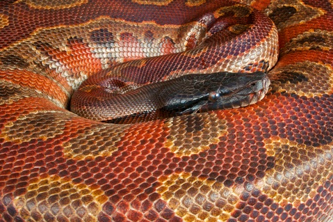 Red Blood Python for Sale