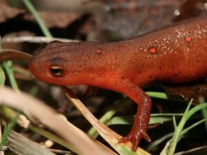 Red Eft for sale