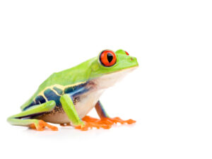 Red Eye Tree Frog for sale