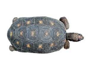 Red Foot Tortoise For Sale