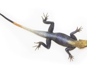 Red Headed Agama for Sale