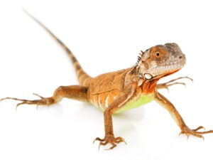 Red Iguana for sale