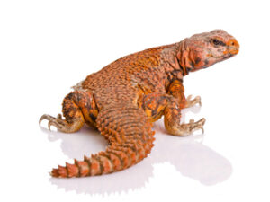 Red Niger Uromastyx For Sale