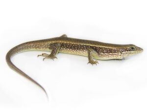 African Red-sided Skink for Sale