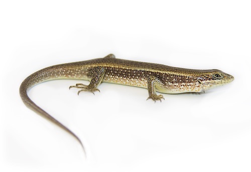 African Red-sided Skink for Sale