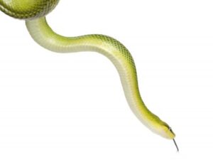 Red Tailed Green Rat Snake For Sale