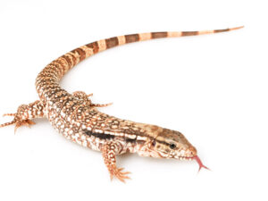 Red Tegu For Sale