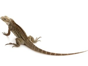 Rhinoceros Iguanas for sale