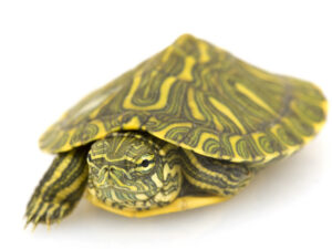 Rio Grande Slider Turtle for Sale