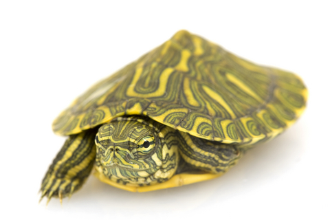 Rio Grande Slider Turtle for Sale