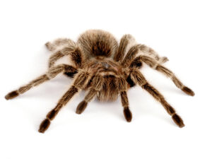 Rose Hair Tarantula for Sale
