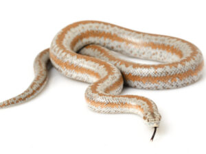 Rosy Boa for Sale