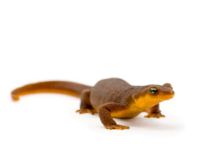 Rough Skinned Newt For Sale