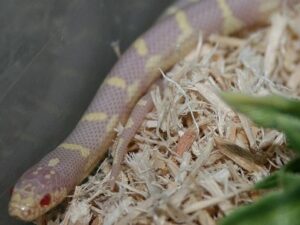 Ruby Eye Lavender King Snake for Sale