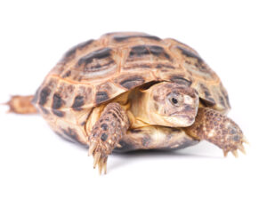 Russian Tortoise For Sale