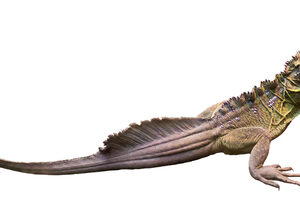 Sailfin Dragon for Sale