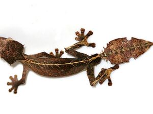 Satanic Leaf Tailed Geckos for sale