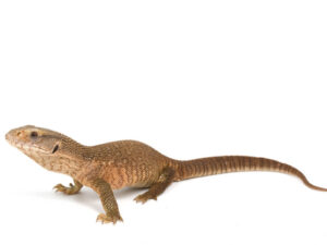 Savannah Monitor Lizard For Sale