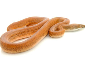 Savu Python for Sale