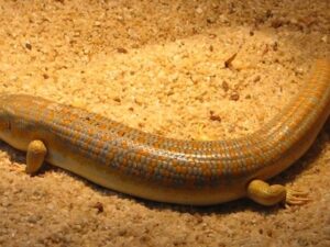 Schneiders Skink for Sale
