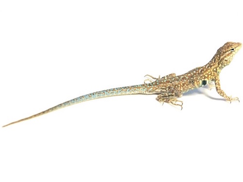 Side Blotched Lizard for Sale