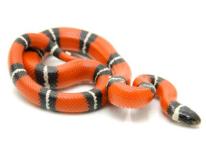 Sinaloan Milk Snake for Sale