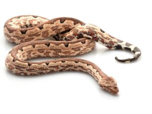 Solomon Island Ground Boa for Sale