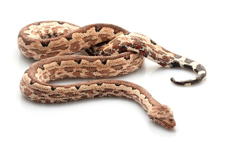 Solomon Island Ground Boa for Sale